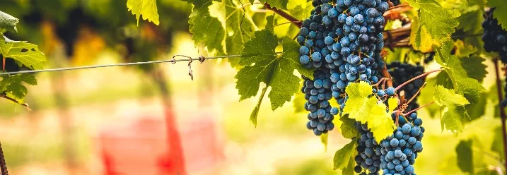 Blaue Weintrauben an einem Weinstock